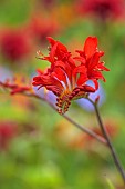 JUNE BLAKES GARDEN, IRELAND: RED FLOWERS, BLOOMS OF CROCOSMIA ZANZIBAR, PERENNIALS