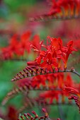 JUNE BLAKES GARDEN, IRELAND: RED FLOWERS, BLOOMS OF CROCOSMIA ZANZIBAR, PERENNIALS