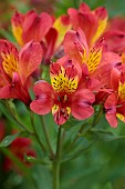 JUNE BLAKES GARDEN, IRELAND: RED, ORANGE, YELLOW FLOWERS, BLOOMS OF ALSTROEMERIA AUREA ORANGE KING, PERENNIALS