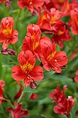 JUNE BLAKES GARDEN, IRELAND: RED, ORANGE, YELLOW FLOWERS, BLOOMS OF ALSTROEMERIA AUREA ORANGE KING, PERENNIALS