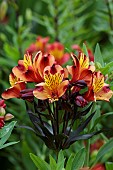 JUNE BLAKES GARDEN, IRELAND: RED, ORANGE, YELLOW FLOWERS, BLOOMS OF ALSTROEMERIA INDIAN SUMMER, PERENNIALS, PERUVIAN LILY