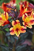 JUNE BLAKES GARDEN, IRELAND: RED, ORANGE, YELLOW FLOWERS, BLOOMS OF ALSTROEMERIA INDIAN SUMMER, PERENNIALS, PERUVIAN LILY