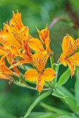 JUNE BLAKES GARDEN, IRELAND: ORANGE, YELLOW FLOWERS, BLOOMS OF ALSTROEMERIA AUREA, PERENNIALS, PERUVIAN LILY