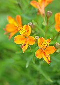 JUNE BLAKES GARDEN, IRELAND: ORANGE, YELLOW FLOWERS, BLOOMS OF ALSTROEMERIA AUREA, PERENNIALS, PERUVIAN LILY