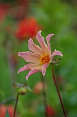 JUNE BLAKES GARDEN, IRELAND: FLOWERS, BLOOMS OF DAHLIA GROWN FROM SEED, PERENNIALS
