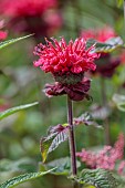 JUNE BLAKES GARDEN, IRELAND: RED FLOWERS, BLOOMS OF MONARDA JACOB CLINE, PERENNIALS