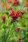 JUNE BLAKES GARDEN, IRELAND: RED FLOWERS, BLOOMS OF MONARDA JACOB CLINE, PERENNIALS