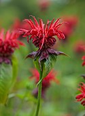 JUNE BLAKES GARDEN, IRELAND: RED FLOWERS, BLOOMS OF MONARDA JACOB CLINE, PERENNIALS