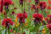 JUNE BLAKES GARDEN, IRELAND: RED FLOWERS, BLOOMS OF MONARDA JACOB CLINE, PERENNIALS