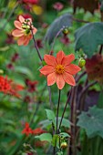 JUNE BLAKES GARDEN, IRELAND: FLOWERS, BLOOMS OF DAHLIA GROWN FROM SEED, PERENNIALS
