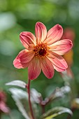 JUNE BLAKES GARDEN, IRELAND: FLOWERS, BLOOMS OF DAHLIA GROWN FROM SEED, PERENNIALS