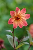 JUNE BLAKES GARDEN, IRELAND: FLOWERS, BLOOMS OF DAHLIA GROWN FROM SEED, PERENNIALS