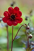 JUNE BLAKES GARDEN, IRELAND: FLOWERS, BLOOMS OF DAHLIA GROWN FROM SEED, PERENNIALS