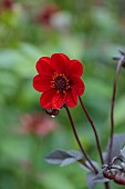 JUNE BLAKES GARDEN, IRELAND: FLOWERS, BLOOMS OF DAHLIA GROWN FROM SEED, PERENNIALS