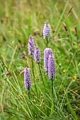 JUNE BLAKES GARDEN, IRELAND: PINK FLOWERS, BLOOMS OF COMMON SPOTTED ORCHID, DACTYLORHIZA FUCHSII, ORCHIDS