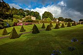 PLAS CADNANT, WALES: MAIN GARDEN, JULY, LAWN, CLIPPED TOPIARY YEW