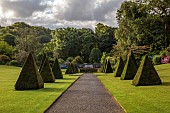 PLAS CADNANT, WALES: JULY, LAWN, CLIPPED TOPIARY YEW, GRAVEL PATH