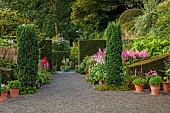 PLAS CADNANT, WALES: JULY, GRAVEL, HERBACEOUS BORDERS, PINK ASTILBES, CLIPPED TOPIARY, TERRACOTTA CONTAINERS