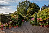 PLAS CADNANT, WALES: JULY, GRAVEL, HERBACEOUS BORDERS, PINK ASTILBES, CLIPPED TOPIARY, TERRACOTTA CONTAINERS, YEW HEDGES, HEDGING