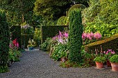 PLAS CADNANT, WALES: JULY, GRAVEL, HERBACEOUS BORDERS, PINK ASTILBES, CLIPPED TOPIARY, TERRACOTTA CONTAINERS