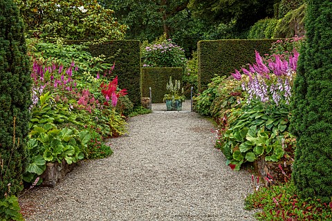 PLAS_CADNANT_WALES_JULY_GRAVEL_HERBACEOUS_BORDERS_PINK_ASTILBES_HOSTA_FORTUNEI_VAR_HYACINTHINA