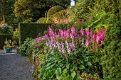 PLAS CADNANT, WALES: JULY, GRAVEL, HERBACEOUS BORDERS, PINK ASTILBES, HOSTA FORTUNEI VAR. HYACINTHINA