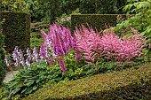 PLAS CADNANT, WALES: JULY, HERBACEOUS BORDERS, PINK ASTILBES, HOSTA FORTUNEI VAR. HYACINTHINA
