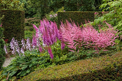 PLAS_CADNANT_WALES_JULY_HERBACEOUS_BORDERS_PINK_ASTILBES_HOSTA_FORTUNEI_VAR_HYACINTHINA