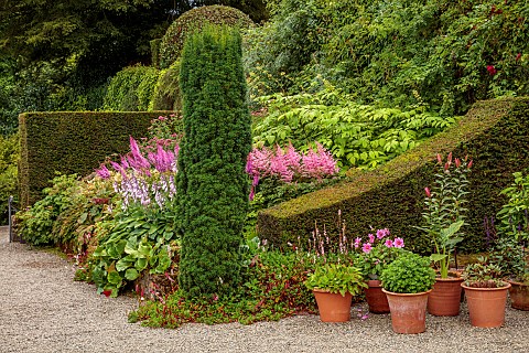 PLAS_CADNANT_WALES_JULY_GRAVEL_HERBACEOUS_BORDERS_PINK_ASTILBES_HOSTA_FORTUNEI_VAR_HYACINTHINA_CLIPP