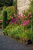 PLAS CADNANT, WALES: JULY, GRAVEL, HERBACEOUS BORDERS, PINK ASTILBES, HOSTA FORTUNEI VAR. HYACINTHINA
