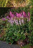 PLAS CADNANT, WALES: JULY, HERBACEOUS BORDERS, PINK ASTILBES, HOSTA FORTUNEI VAR. HYACINTHINA
