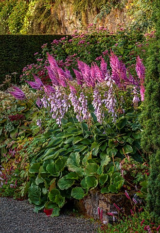 PLAS_CADNANT_WALES_JULY_HERBACEOUS_BORDERS_PINK_ASTILBES_HOSTA_FORTUNEI_VAR_HYACINTHINA
