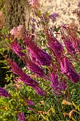 PLAS CADNANT, WALES: JULY, HERBACEOUS BORDERS, PINK FLOWERS, BLOOMS OF ASTILBES