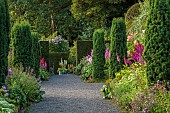 PLAS CADNANT, WALES: JULY, GRAVEL PATH, HERBACEOUS BORDERS, PINK ASTILBES, CLIPPED TOPIARY