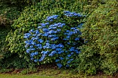 PLAS CADNANT, WALES:JULY, BORDER WITH BLUE HYDRANGEA MACROPHYLLA BLAUMEISE, SHRUBS