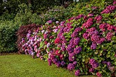 PLAS CADNANT, WALES: LAWN, BORDER WITH RED HYDRANGEAS, HYDRANGEA MACROPHYLLA PREZIOSA, HYDRANGEA MACROPHYLLA SYBILLA