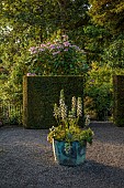 PLAS CADNANT, WALES: WALLED GARDEN, JULY, YEW HEDGES, HEDGING, COPPER CONTAINER WITH ACANTHUS MOLLIS RUE LEDAN