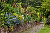 PLAS CADNANT, WALES: BORDER, AGAPANTHUS, ERYNGIUM BOURGATII PICOS BLUE, EUPHORBIA RIGIDA, CROCOSMIA ROWALLANE YELLOW, BESCHONERIA QUICKSILVER, SEPTENTRIONALIS, ERYNGIUM EBURNEUM