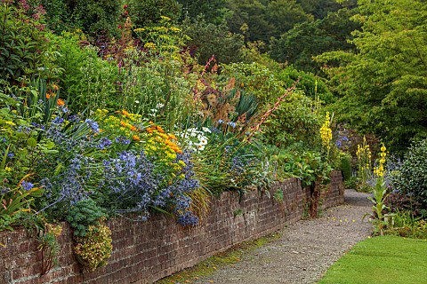PLAS_CADNANT_WALES_BORDER_AGAPANTHUS_ERYNGIUM_BOURGATII_PICOS_BLUE_EUPHORBIA_RIGIDA_CROCOSMIA_ROWALL