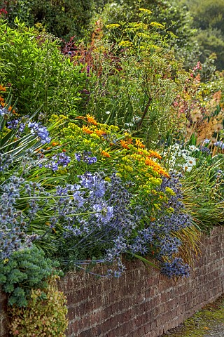 PLAS_CADNANT_WALES_BORDER_AGAPANTHUS_ERYNGIUM_BOURGATII_PICOS_BLUE_EUPHORBIA_RIGIDA_CROCOSMIA_ROWALL
