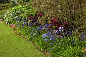 PLAS CADNANT, WALES: JULY, BORDER, AGAPANTHUS NAVY BLUE, HYDRANGEA MACROPHYLLA MERVEILLE SANGUINE, EUCRYPHIA LUCIDA PINK CLOUD, LAWN