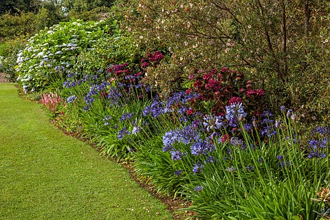 PLAS_CADNANT_WALES_JULY_BORDER_AGAPANTHUS_NAVY_BLUE_HYDRANGEA_MACROPHYLLA_MERVEILLE_SANGUINE_EUCRYPH