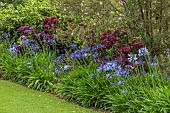 PLAS CADNANT, WALES: JULY, BORDER, AGAPANTHUS NAVY BLUE, HYDRANGEA MACROPHYLLA MERVEILLE SANGUINE, EUCRYPHIA LUCIDA PINK CLOUD, LAWN