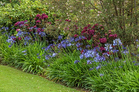 PLAS_CADNANT_WALES_JULY_BORDER_AGAPANTHUS_NAVY_BLUE_HYDRANGEA_MACROPHYLLA_MERVEILLE_SANGUINE_EUCRYPH