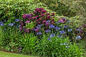 PLAS CADNANT, WALES: JULY, BORDER, AGAPANTHUS NAVY BLUE, HYDRANGEA MACROPHYLLA MERVEILLE SANGUINE, EUCRYPHIA LUCIDA PINK CLOUD, LAWN
