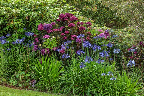 PLAS_CADNANT_WALES_JULY_BORDER_AGAPANTHUS_NAVY_BLUE_HYDRANGEA_MACROPHYLLA_MERVEILLE_SANGUINE_EUCRYPH