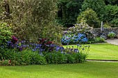 PLAS CADNANT, WALES: JULY, BORDER, AGAPANTHUS NAVY BLUE, HYDRANGEA MACROPHYLLA MERVEILLE SANGUINE, EUCRYPHIA LUCIDA PINK CLOUD, LAWN