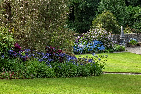 PLAS_CADNANT_WALES_JULY_BORDER_AGAPANTHUS_NAVY_BLUE_HYDRANGEA_MACROPHYLLA_MERVEILLE_SANGUINE_EUCRYPH