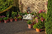 PLAS CADNANT, WALES: JULY, WALLED GARDEN, WHITE BENCH, SEAT, TERRACOTTA CONTAINERS WITH LILLIES, DAHLIAS, FRANCHOA