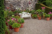 PLAS CADNANT, WALES: JULY, WALLED GARDEN, WHITE BENCH, SEAT, TERRACOTTA CONTAINERS WITH LILLIES, DAHLIAS, FRANCHOA